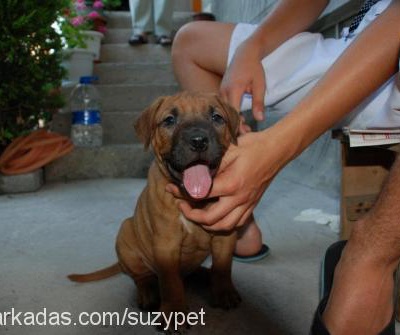 suzy Dişi Amerikan Pitbull Terrier