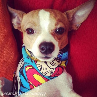 edy Erkek Chihuahua