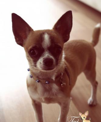 tui Erkek Chihuahua