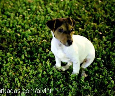 alvin Erkek Jack Russell Terrier