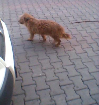 sokakkızıirma Dişi Avustralya Terrier