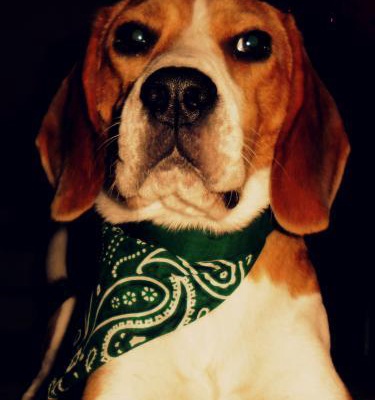 efes Erkek Beagle