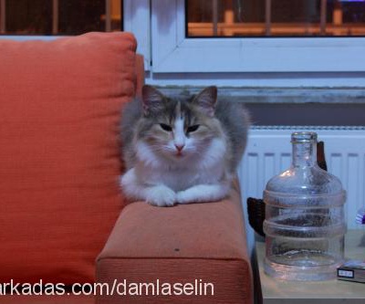 bıdık Dişi Ankara Kedisi (Angora)