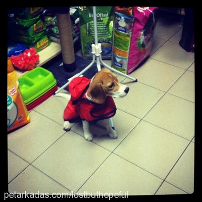 ares Erkek Beagle