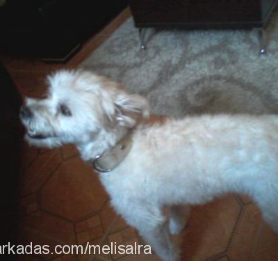 linda Dişi West Highland White Terrier