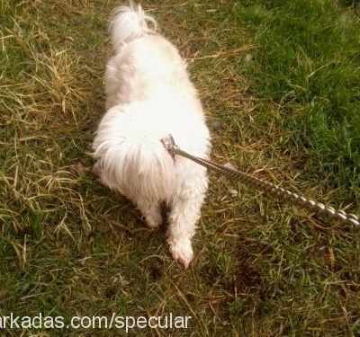 fıstık Dişi West Highland White Terrier