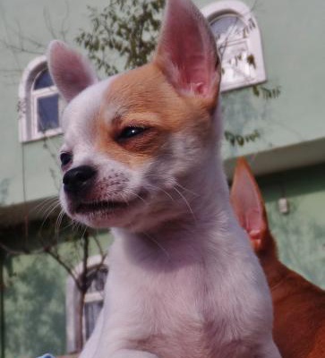 hira Dişi Chihuahua