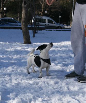 sharlo Erkek Jack Russell Terrier