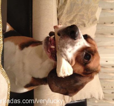 lucky Erkek Beagle