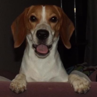 çakıl Dişi Beagle
