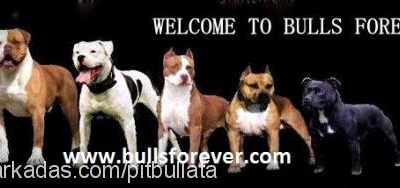 www.bullsforeve