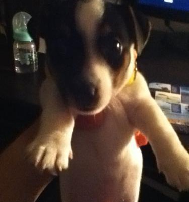 maylo Erkek Jack Russell Terrier