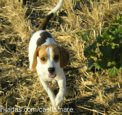 papyon Dişi Beagle