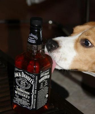 whiskeysulupi Erkek Beagle
