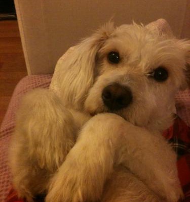 x Erkek West Highland White Terrier