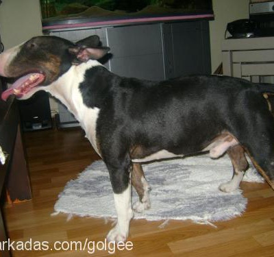 haşmet Erkek Minyatür Bull Terrier