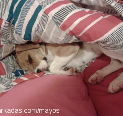 maya Dişi Beagle