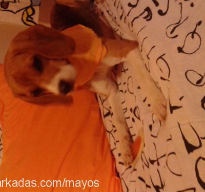 maya Dişi Beagle