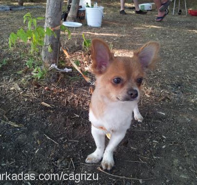 Çakıl Erkek Chihuahua