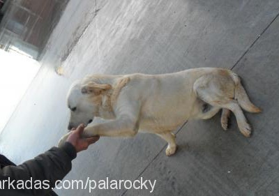 palarocky Erkek Labrador Retriever