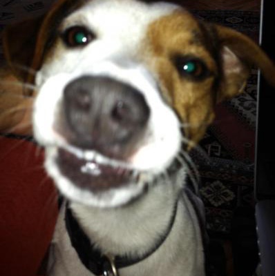 sammy Erkek Jack Russell Terrier