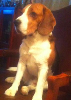 fİoder Erkek Beagle