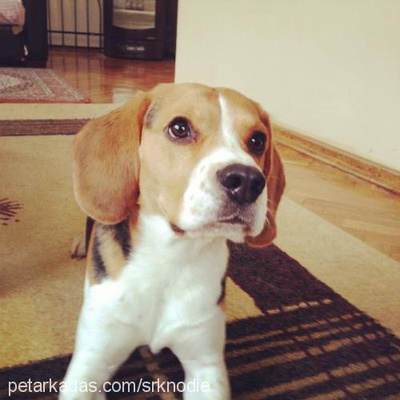 odİe Erkek Beagle