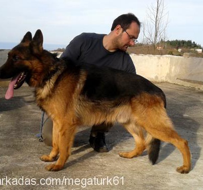 rex Erkek Alman Çoban Köpeği