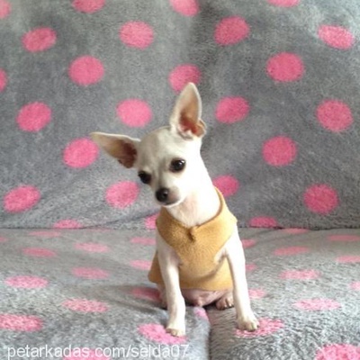luie Erkek Chihuahua