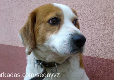 max Erkek Beagle