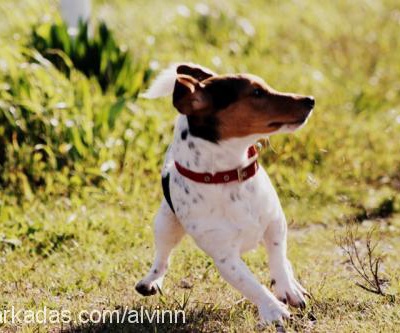 alvin Erkek Jack Russell Terrier