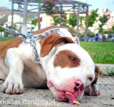 gina Dişi Amerikan Pitbull Terrier