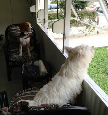 charlie Erkek West Highland White Terrier