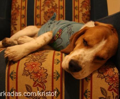 kristof Erkek Beagle