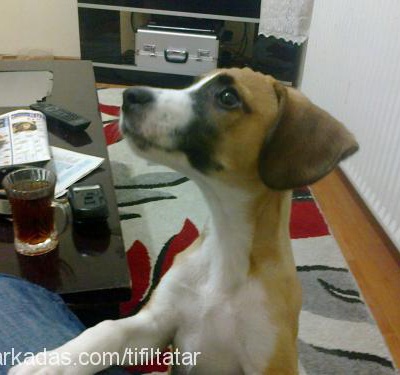 tıfıl Erkek Beagle