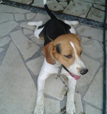 hayta Erkek Beagle