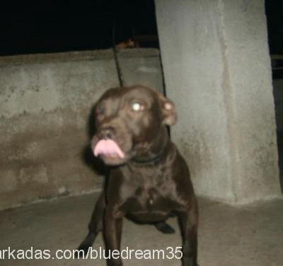 zimio Erkek Amerikan Pitbull Terrier