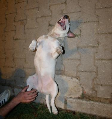 liza Dişi Minyatür Bull Terrier