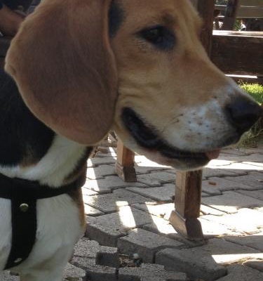 hayydut Erkek Beagle