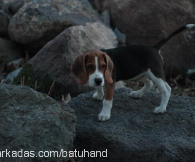 gazoz Erkek Beagle