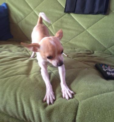 rüzgar Erkek Chihuahua