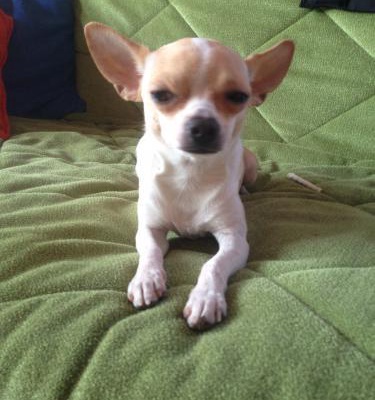 rüzgar Erkek Chihuahua