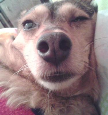 sÜtlaÇ Dişi Jack Russell Terrier