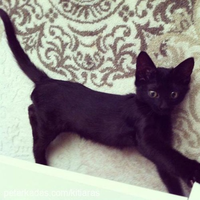 kitty Dişi Siyam Kedisi
