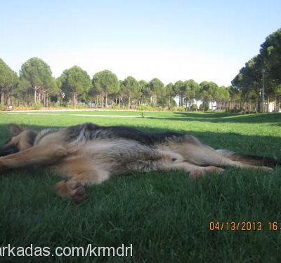 mojo Erkek Alman Çoban Köpeği