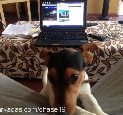 chase Erkek Jack Russell Terrier