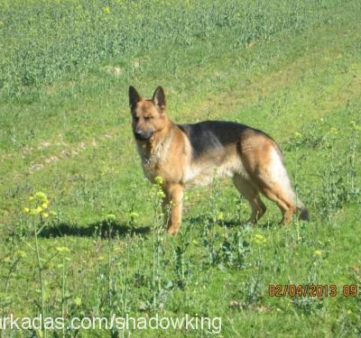 paşa Erkek Alman Çoban Köpeği