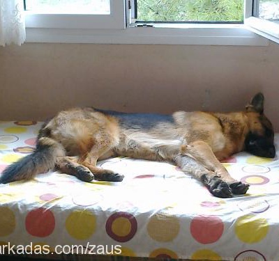 zeus Erkek Alman Çoban Köpeği