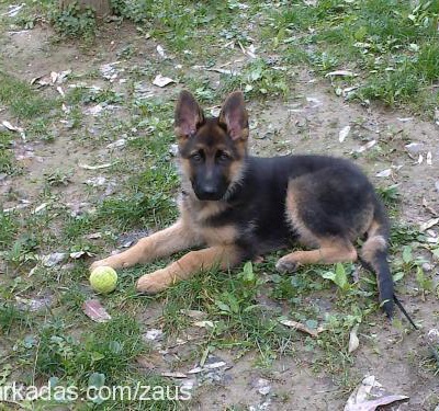 zeus Erkek Alman Çoban Köpeği