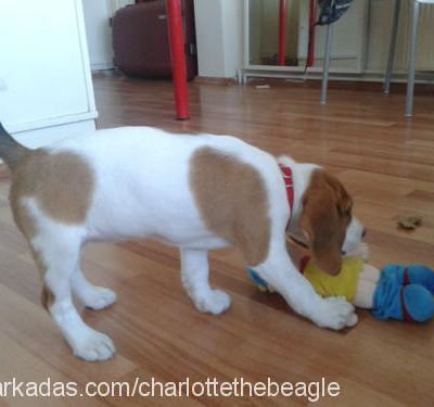 charlotte Dişi Beagle